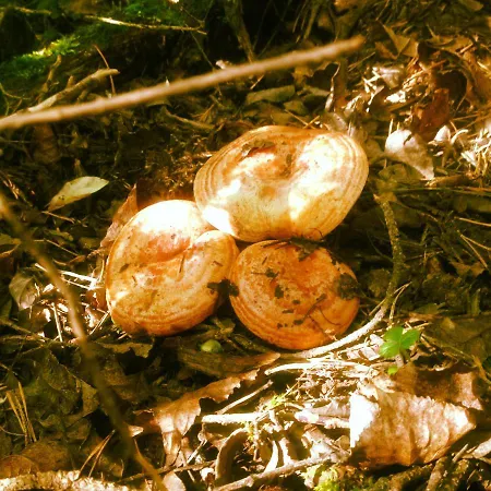 Appartamento Casa Javier Bisaurri