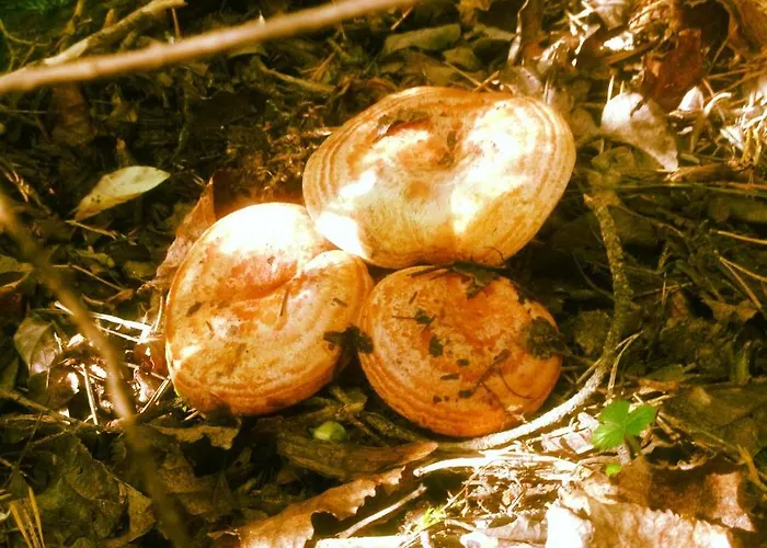 Appartamento Casa Javier Bisaurri